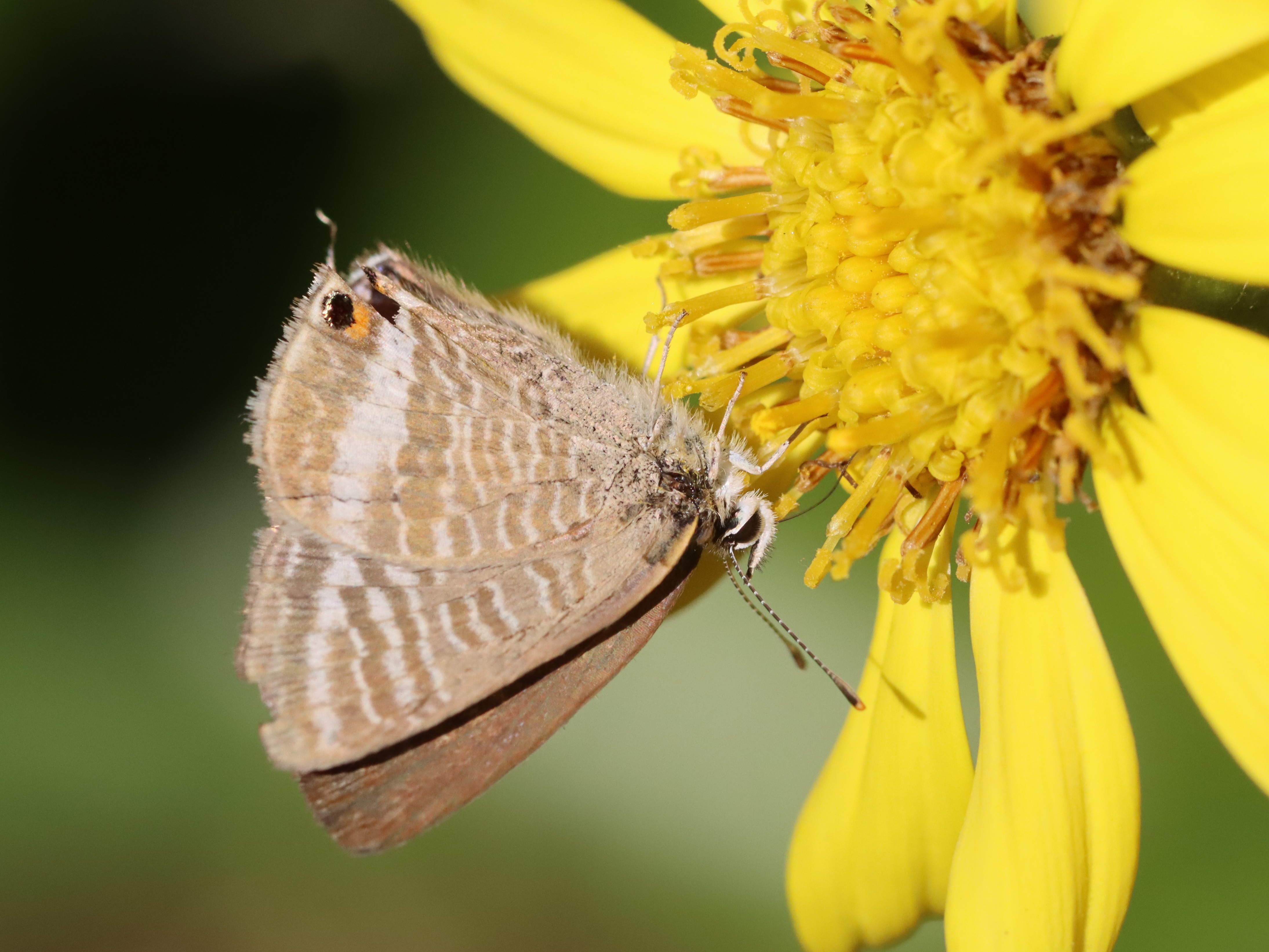 ウラナミシジミ